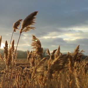 Meet your Posher, Rosa